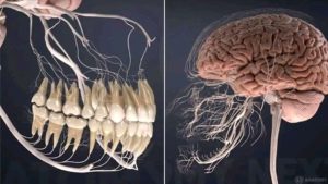 veins of teeth are connecting to your brain